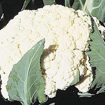 50 Seeds Cauliflower Self Blanche Vegetable Seeds - £19.40 GBP