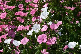 USA SELLER Rose Mallow Dwarf Mix Flower Seed Sunny Fast Shipping - £11.32 GBP