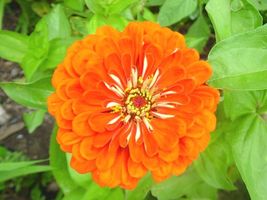 301 Orange Zinnia Seeds Flowering Cut Flowers Summer Annual Garden Fast Easy - £9.42 GBP