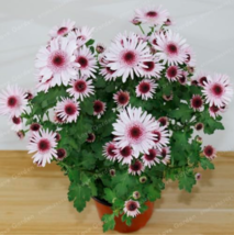 Spray Chrysanthemum Seed Flower Color:4 - $9.49