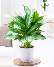 100Pcs Aglaonema Spp Sansevieria Bonsai Plants Radiation Protection Bonsai Garde - £16.18 GBP