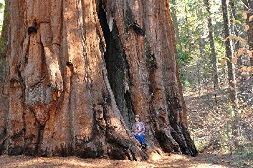100 Giant Sequoia Tree Seeds, Sequoia Gigantea - $4.90
