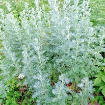 seeds 3000 wormwood absinthe spring perennial mosquito pests deer repellent - $85.55 MXN