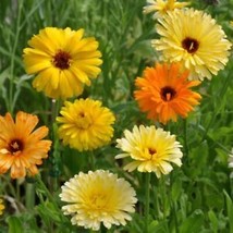 Pacific Beauty Mix Calendula 100 Seeds | Non-GMO | US SELLER | Seed Stor... - £5.18 GBP