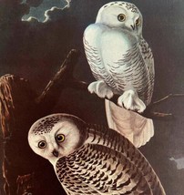 Snowy Owl Bird 1946 Color Art Print John James Audubon Nature DWV2F - £30.27 GBP