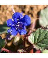 California Bluebell 300 Seeds Free Shipping - $76.02 MXN