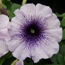 50 Pelleted Petunia Seeds Mambo Blue Vein Fresh Garden USA SELLER - £17.58 GBP