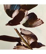 American Magpie Bird 1946 Color Art Print John James Audubon Nature DWV2H - $558.99 MXN