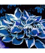 150  pcs Beautiful Hosta Bonsai, Perennials Lily Flower Shade Hosta Flow... - $7.79