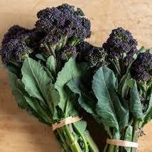 Purple Broccoli Seeds Burgundy 200 Seeds Fast Shipping - £6.93 GBP