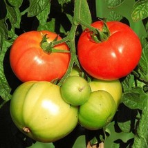 US Seller 100 Marglobe Supreme Tomato Seeds Heirloom Non Gmo Fresh - £6.45 GBP