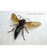 Sphecius Speciosus Female XL Cicada Killer Wasp Framed Entomology Shadowbox - $115.44 CAD
