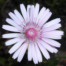 25 Seeds Double PINK HAWKSBEARD Crepis Rubra Flower Everlasting Daisy Two Tone - $21.07