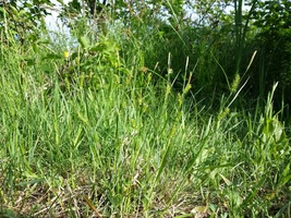 Carex davisii 100 Seeds for Planting - Awned Graceful Sedge - Wetland Plant - $17.00