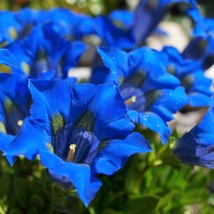 Fresh New 15 Blue Stemless Gentian Gentiana Acaulis Kochiana Flower Seeds USA Se - $14.90