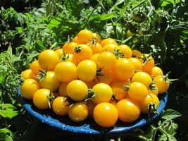 Vpf 120+ Gold Nugget Cherry Tomato Seeds - Organic - Heirloom - Non Gmo - Supers - £2.69 GBP