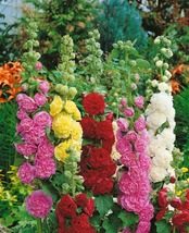 30 Alcea Brides Bouquet Double Hollyhock Seeds Mix Flower Perennial - £14.04 GBP