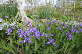 5 Crested Iris,wild iris roots,Iris cristata image 5