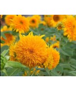 ADW 20 Seeds Dwarf Teddy Bear Sunflower Non Gmo Heirloom Fast Growing - $17.95 CAD