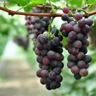 Grape Seeds Vitis Vinifera Delicious Fresh Fruit Organic Seeds 10 - $6.99