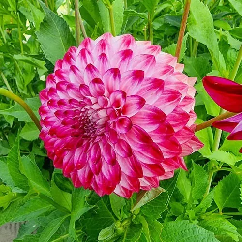 1 - GIANT BALL DAHLIA Caproz Pizzazz Bulb Tuber Clump VERY VIGOROUS BLOOMS - £25.38 GBP