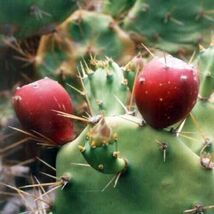 Item image 1 image 1