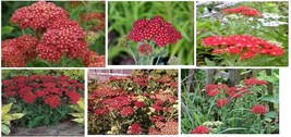 Red Strawberry Achilleas Yarrow Perennial Over 100 Flower Seeds - £7.00 GBP