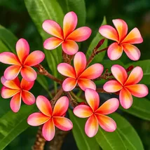 5 Red Orange Plumeria Seeds – Hawaiian Exotic Flowers | Easy Grow Perennial - $13.95