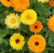 Calendula Flower Seeds 100 Pacific Beauty Mix Annual Orange Fresh Seeds USA - £3.36 GBP