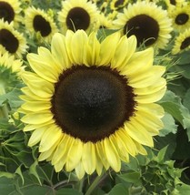 Sunflower Calypso Spray+NEW Stunning Variety+20 SEED - £5.49 GBP