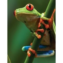 Masterpieces Animal Planet Tree Frog Puzzle (100-Piece) [Toy] - $6.14