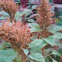 Golden Giant Amaranth Seeds Gardening Fresh Usa Shipping - £7.54 GBP