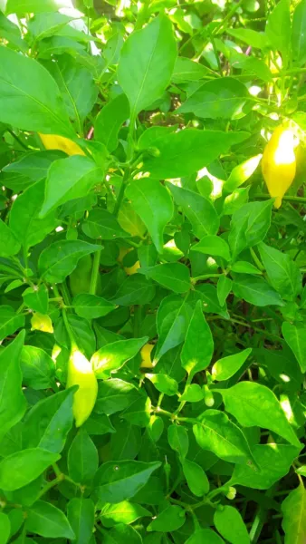 50+ Lemon Drop Aji Limon Pepper Seeds Citrusy Hot Heirloom Peruvian Fresh Garden - $8.98