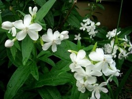 25+ Saponaria Snow Tip Soapwort Flower Seeds Long Lasting Self-Seed Annual - $9.84