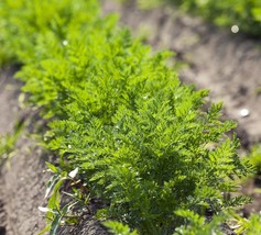 Carrot Microgreen Non GMO Heirloom For Sprouting Bulk Seeds - $171.34 MXN