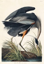 12104.Poster print or Canvas wall decor design.Audubon bird.Great blue heron - £12.90 GBP+