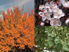 Variety Size Seeds Mandchurian Apricot Prunus armeniaca mandshurica Tree Seeds - £14.54 GBP+