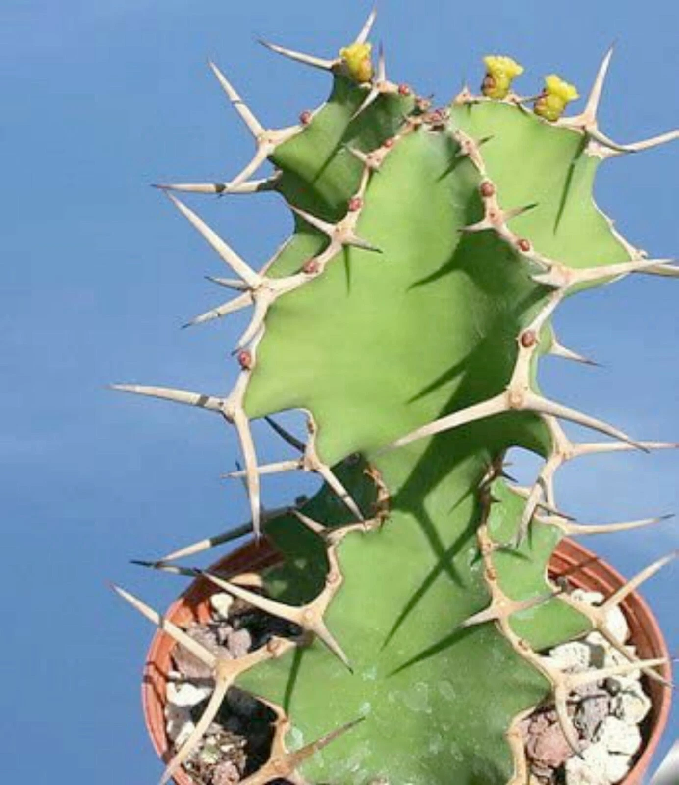 Euphorbia grandicornis cactus SEEDS~Cows Horn~exotic and rare - $20.49 CAD