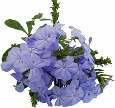 2 Plumbago auriculata Imperial Blue starter plants - $88.00