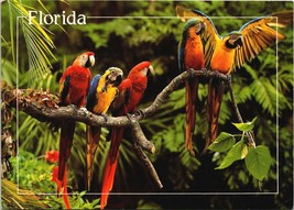 Florida Macaw Parrot Jungle Postcard  - £6.57 GBP