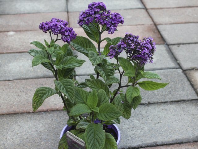 50 Heliotrope (Heliotropium Arborescens Extra Dwarf) Marine Flower Seeds