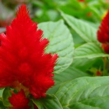 100 Red Forest Fire Cockscomb Celosia Plumosa Seeds New Fresh Seeds USA - $14.90