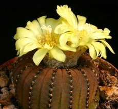 Frailea castanea exotic flower cacti rare flowering cactus semi seed 100 SEEDS - £15.79 GBP