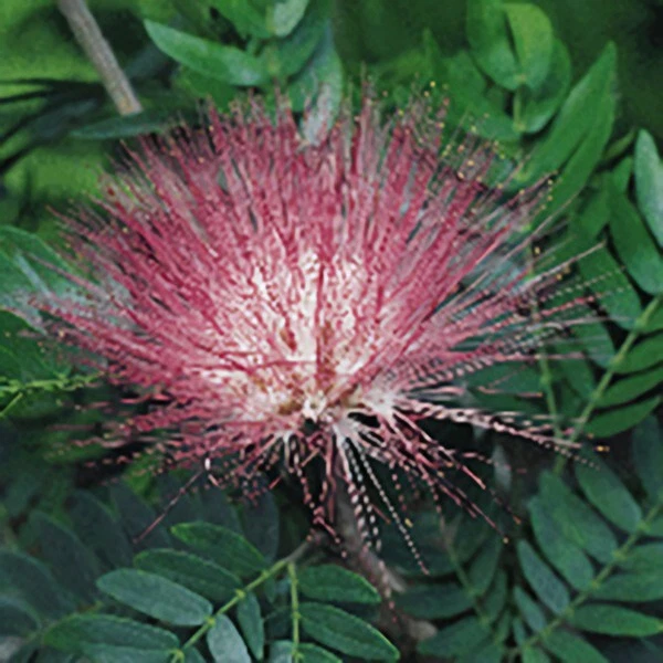 15+ Seeds Powder Puff Plant house plant-  garden- flowers - $11.39
