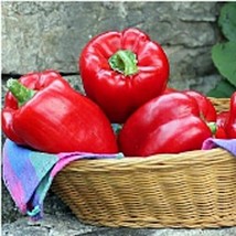 Big Red Sweet Peppers Seeds Fresh Seeds USA - £10.16 GBP