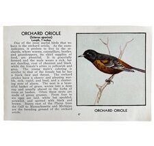 Orchard Oriole Bird Print 1931 Blue Book Birds Of America Antique Art PC... - $28.01 CAD