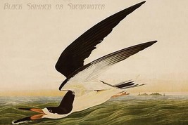 Black Skimmer or Shearwater by John James Audubon - Art Print - £17.42 GBP+