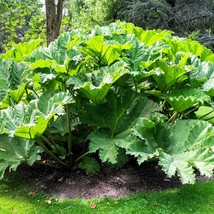 10 Gunnera Manicata 6 Leaves Giant Rhubarb Dinosaur Plant Moist Shade Re... - £12.54 GBP