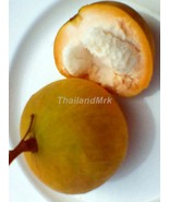 santol Sandoricum koetjape santol cottonfruit 5 Seeds ThailandMrk - $5.00