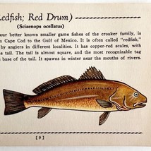 Red Drum 1939 Salt Water Fish Art Gordon Ertz Color Plate Print Antique PCBG19 - £23.71 GBP